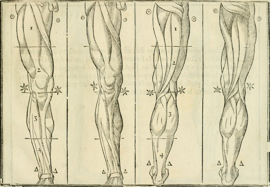 An illustration from La vraye science de la pourtraicture, 1671, leaf 42