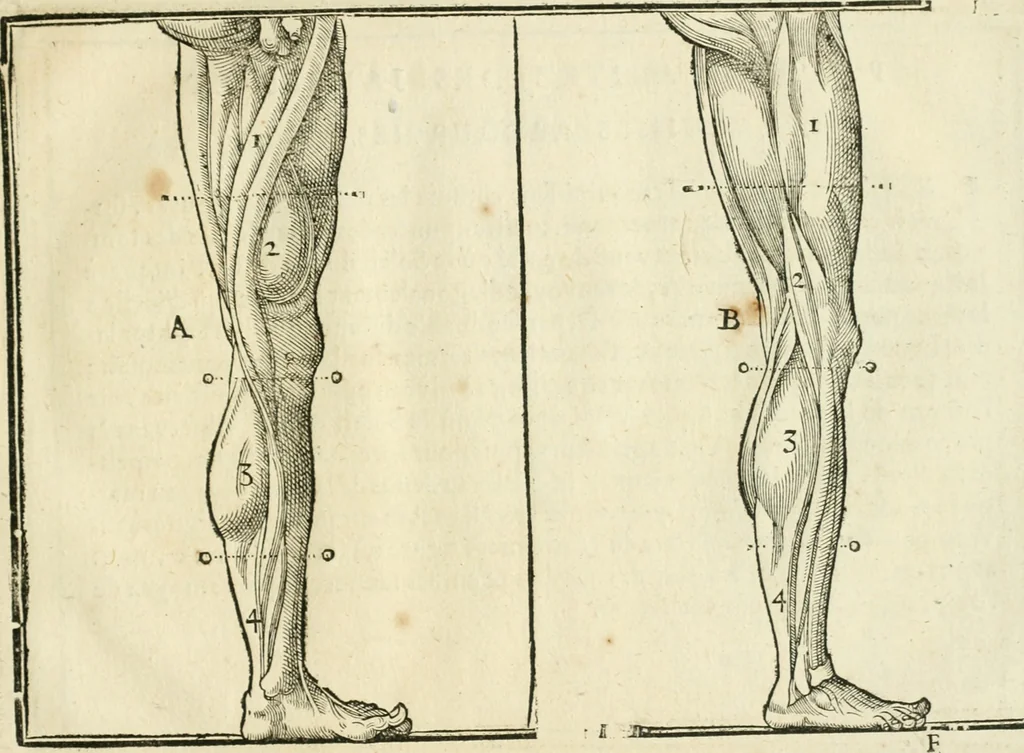 An illustration from La vraye science de la pourtraicture, 1671, leaf 44