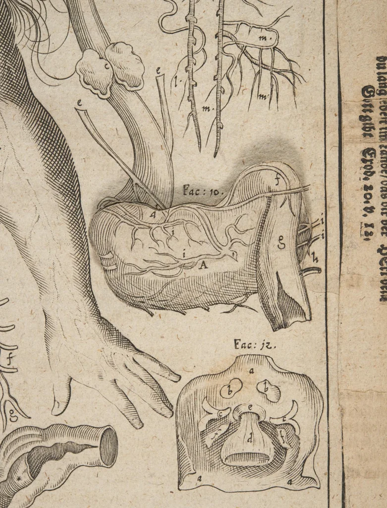 An illustration from Kleiner welt spiegel, das ist, abbildung göttlicher schöpffung an dess menschen leib : mit beygesetzer schrifftlicher Erklärung : so wo zu Gottes Weissheit : als dess menschen selbst erkandtnuss dienend, 1661, leaf 130