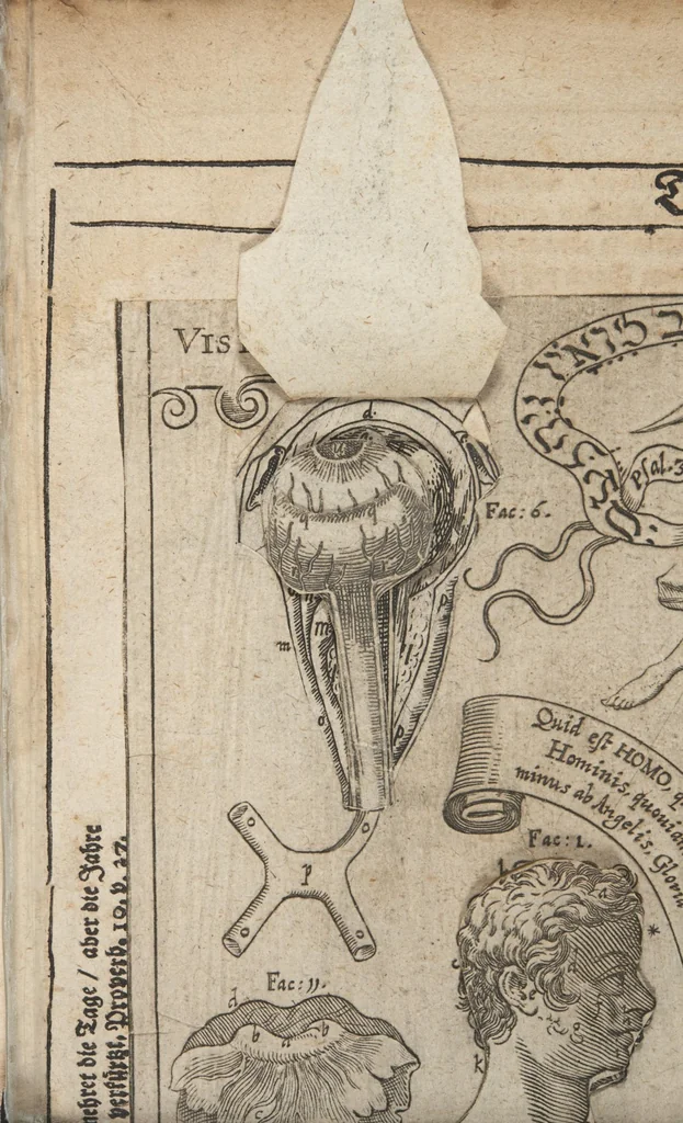 An illustration from Kleiner welt spiegel, das ist, abbildung göttlicher schöpffung an dess menschen leib : mit beygesetzer schrifftlicher Erklärung : so wo zu Gottes Weissheit : als dess menschen selbst erkandtnuss dienend, 1661, leaf 36
