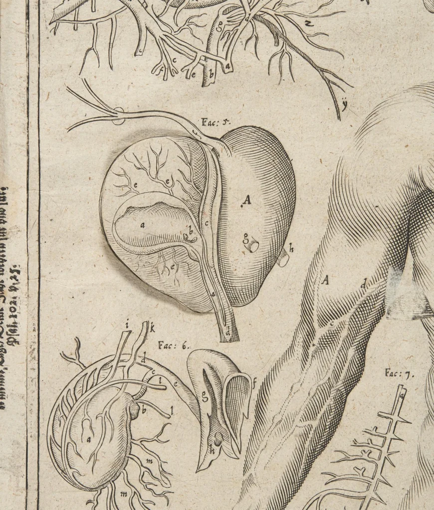 An illustration from Kleiner welt spiegel, das ist, abbildung göttlicher schöpffung an dess menschen leib : mit beygesetzer schrifftlicher Erklärung : so wo zu Gottes Weissheit : als dess menschen selbst erkandtnuss dienend, 1661, leaf 80