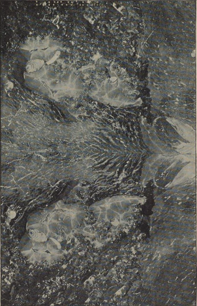 An illustration from Stones for building and decoration, 1910, leaf 281