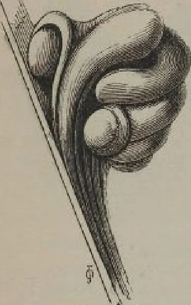 An illustration from A concise glossary of terms used in Grecian, Roman, Italian, and Gothic architecture, 1905, leaf 93