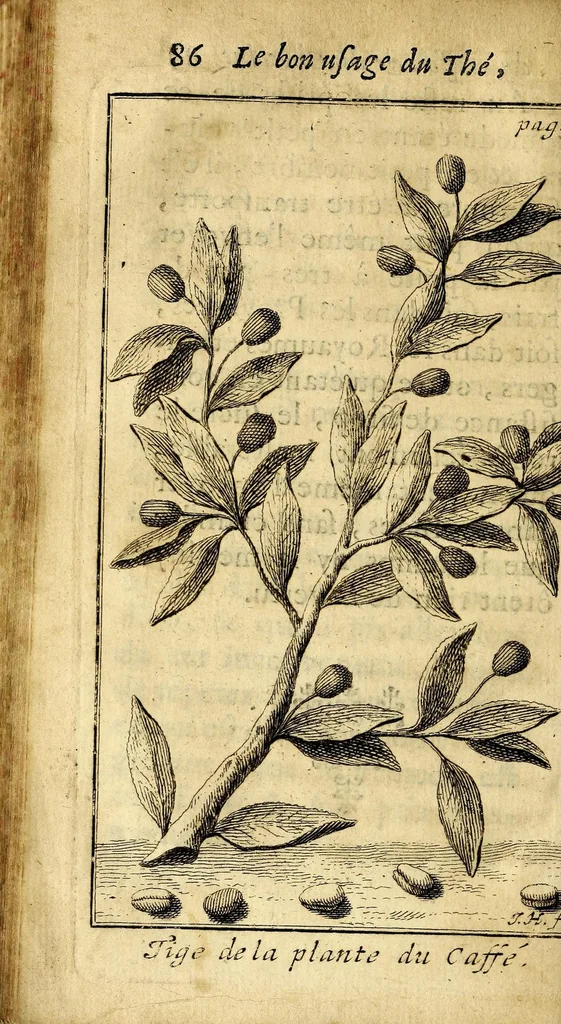 An illustration from Le bon usage du thé, du caffé et du chocolat pour la preservation & pour la guerison des maladies., 1687, leaf 114
