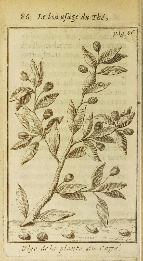 An illustration from Le bon usage du thé, du caffé et du chocolat pour la preservation & pour la guerison des maladies, 1687, leaf 114