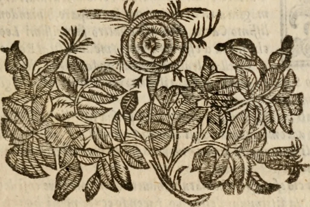 An illustration from Le bravvre del capitano Spavento, divise in molti ragionamenti in forma di dialogo, 1618, leaf 210