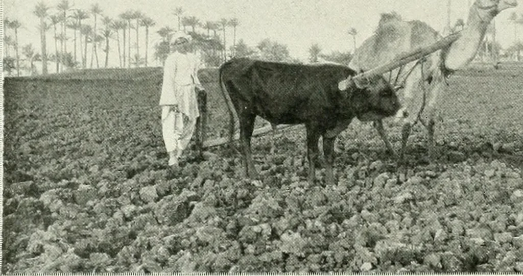 An illustration from Le Caire, le Nil et Memphis, 1906, leaf 11