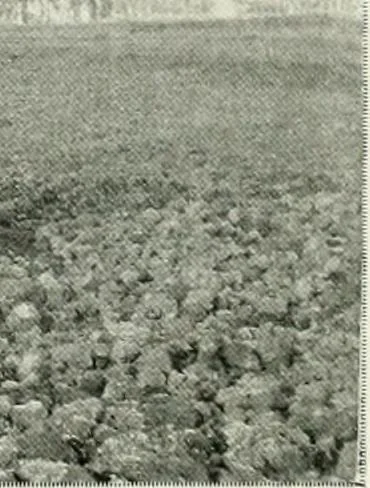 An illustration from Le Caire, le Nil et Memphis, 1906, leaf 11
