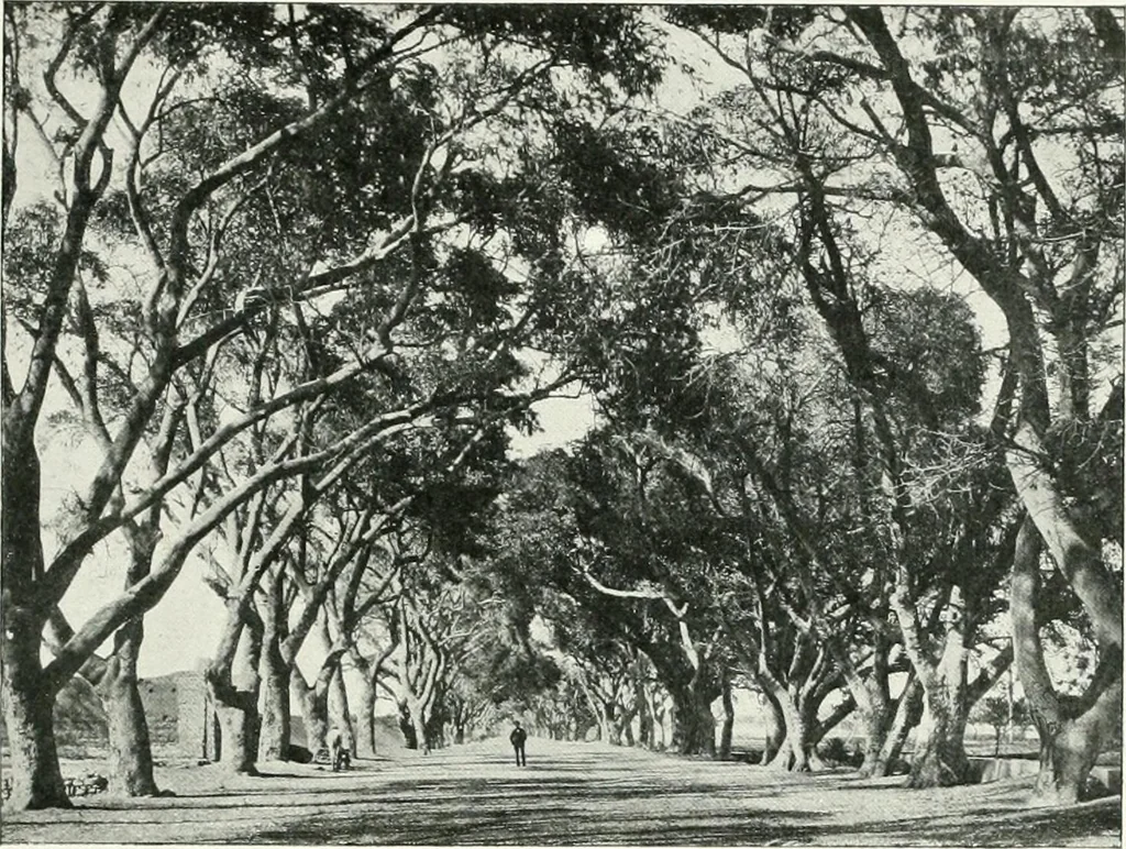 An illustration from Le Caire, le Nil et Memphis, 1906, leaf 98