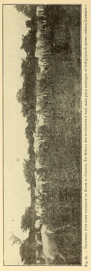 An illustration from Le Congo belge : initiation à la colonisation nationale, 1909, leaf 116