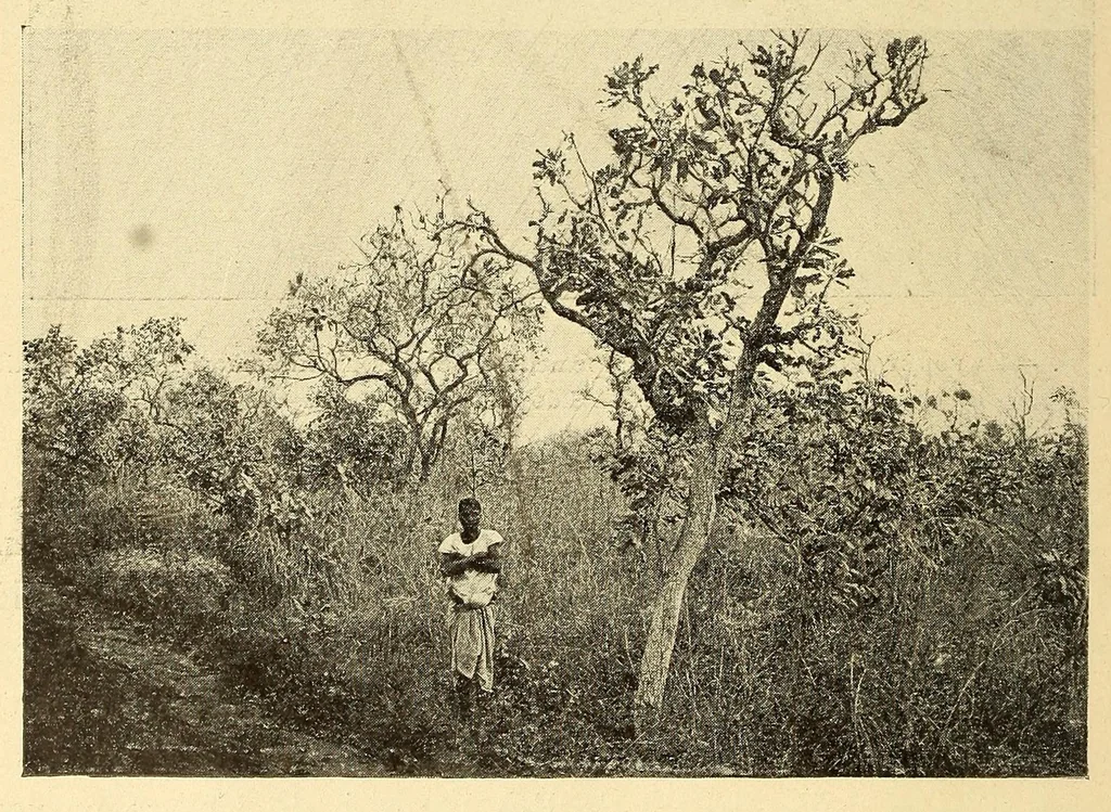 An illustration from Le Congo belge : initiation à la colonisation nationale, 1909, leaf 78