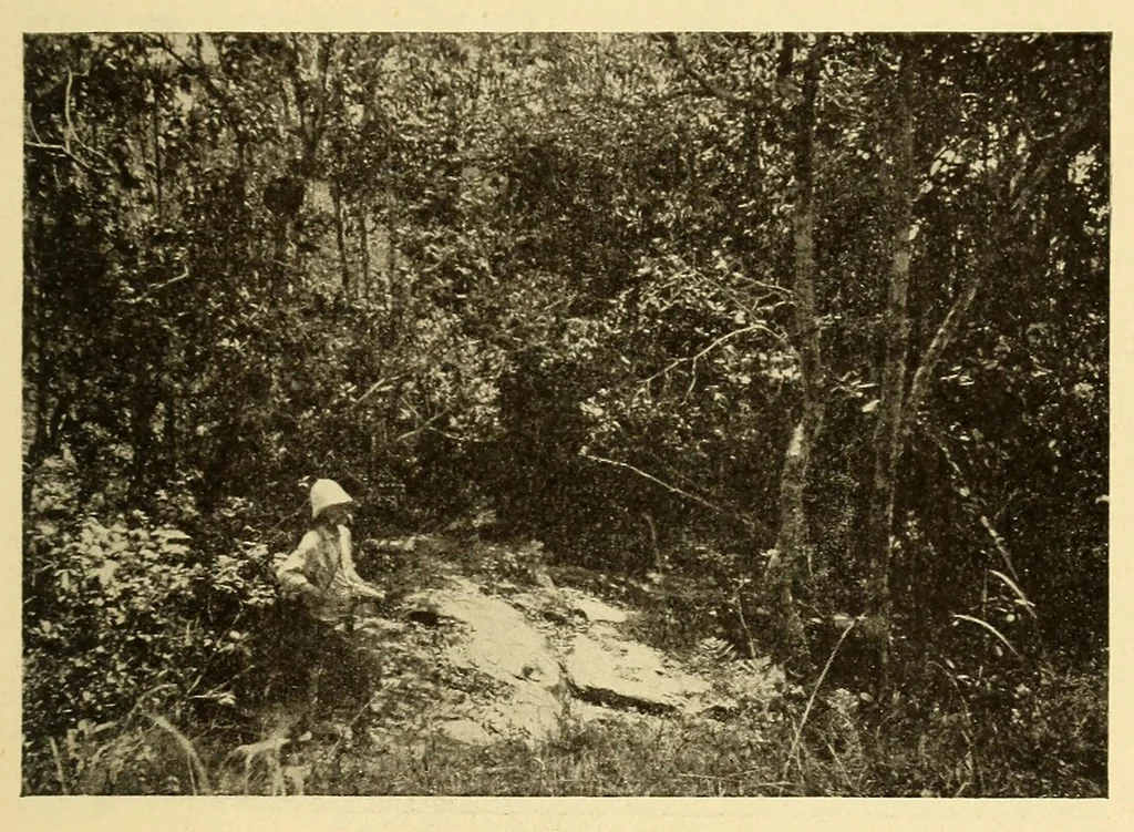 An illustration from Le Congo belge : initiation à la colonisation nationale, 1909, leaf 83