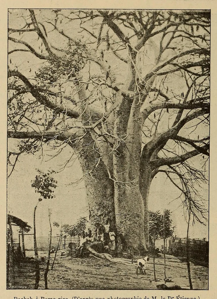 An illustration from Le Congo illustré, 1891, leaf 104