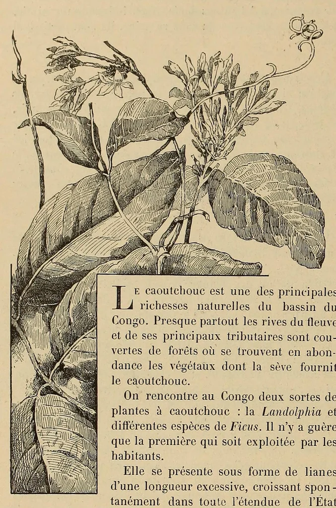 An illustration from Le Congo illustré, 1891, leaf 126