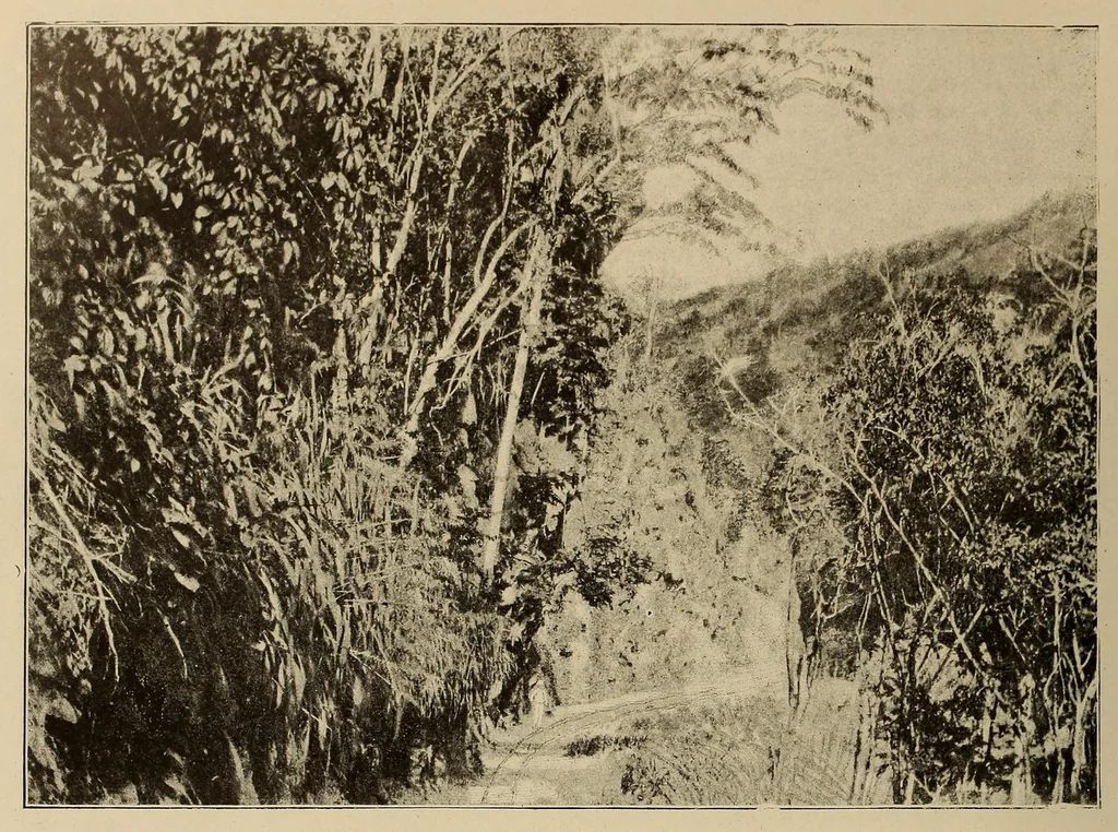 An illustration from Le Congo illustré, 1891, leaf 172