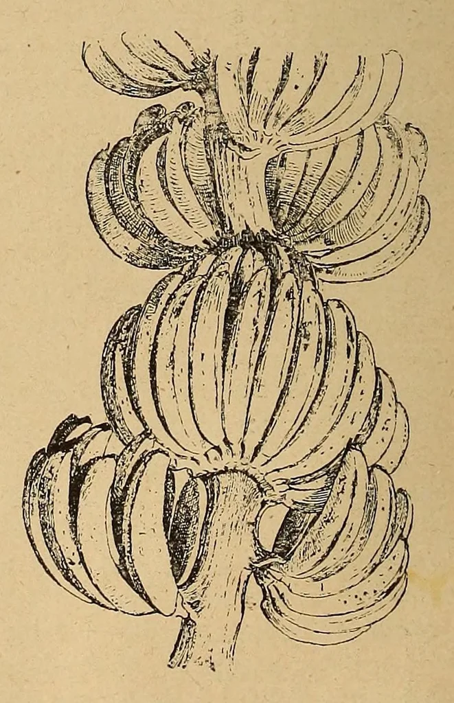 An illustration from Le Congo illustré, 1891, leaf 22
