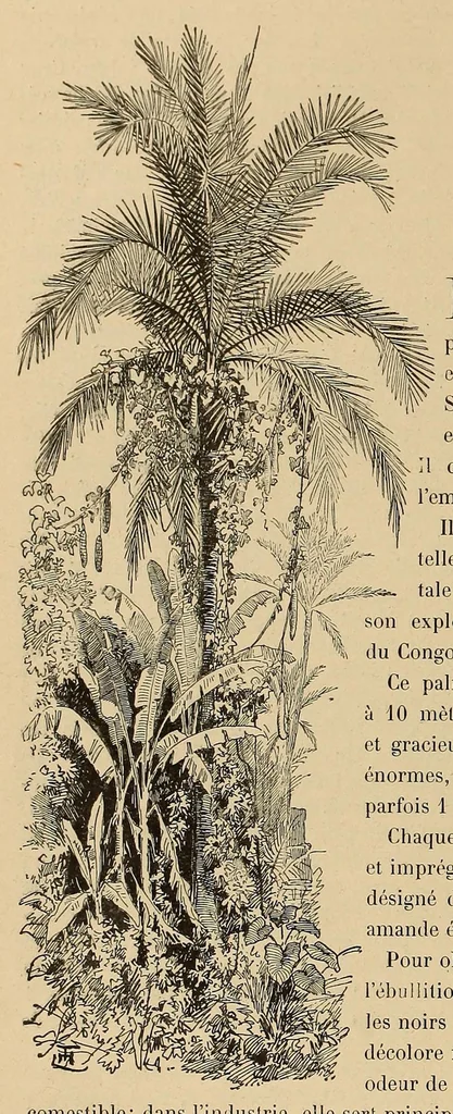 An illustration from Le Congo illustré, 1891, leaf 54