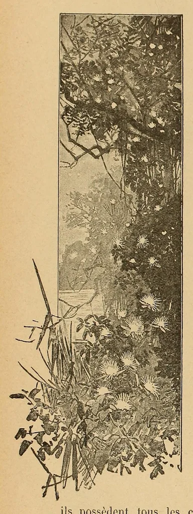 An illustration from Le Congo illustré, 1891, leaf 64