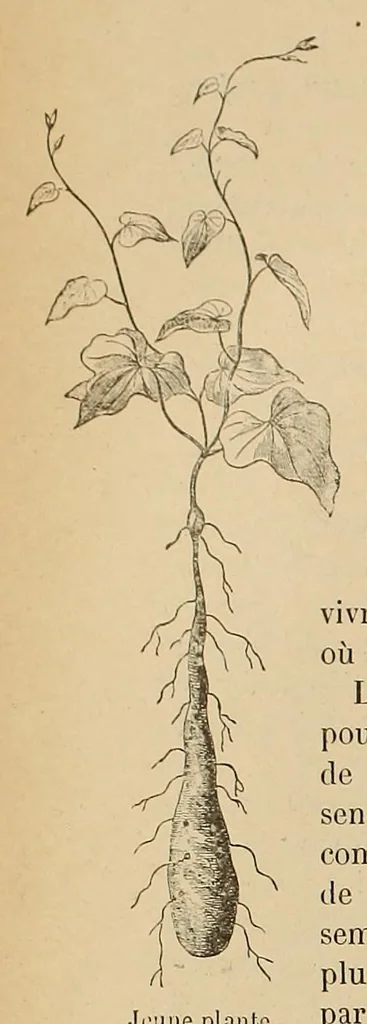 An illustration from Le Congo illustré, 1891, leaf 106