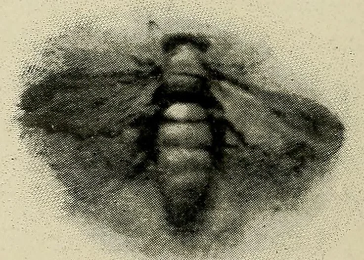 An illustration from Le costume en Provence, 1909, leaf 98