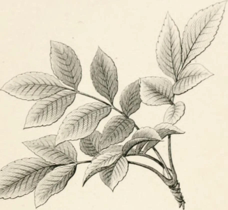 An illustration from Lectures on architecture and painting : delivered at Edinburgh in November 1853, 1856, leaf 202