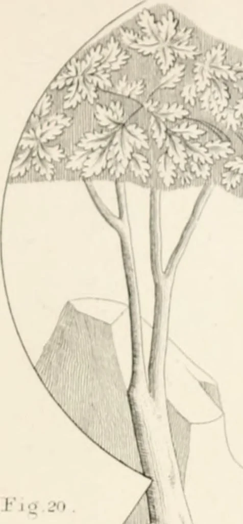 An illustration from Lectures on architecture and painting : delivered at Edinburgh in November 1853, 1856, leaf 218