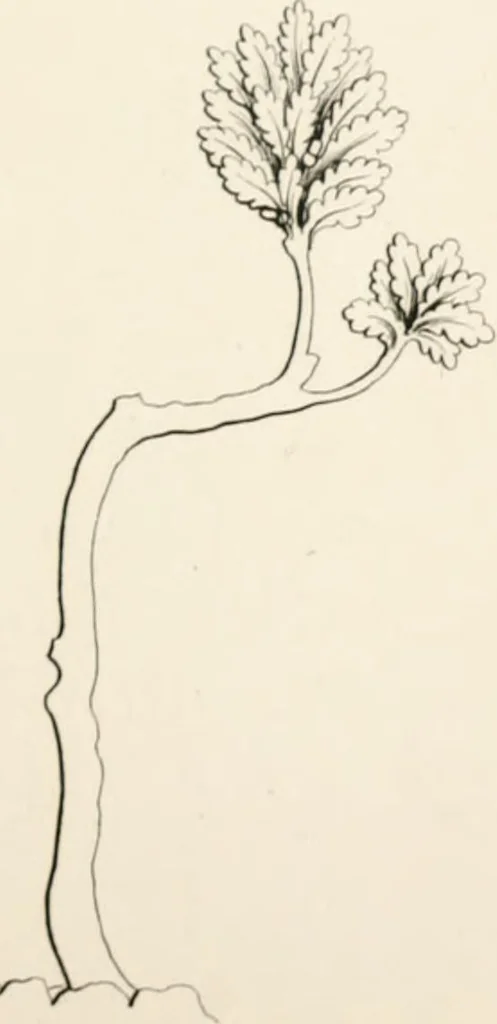 An illustration from Lectures on architecture and painting : delivered at Edinburgh in November 1853, 1856, leaf 218