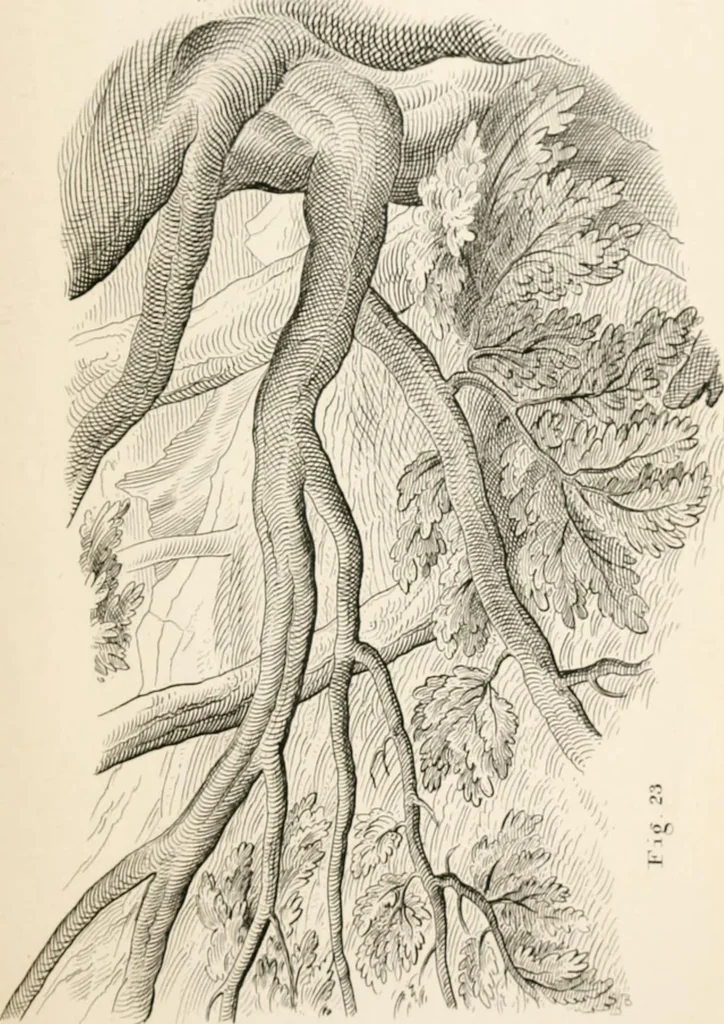 An illustration from Lectures on architecture and painting : delivered at Edinburgh in November 1853, 1856, leaf 222