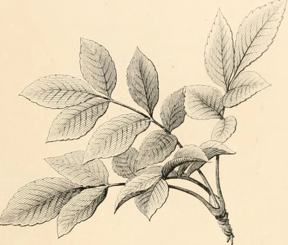 An illustration from Lectures on architecture and painting, delivered at Edinburgh in November, 1853, 1854, leaf 209