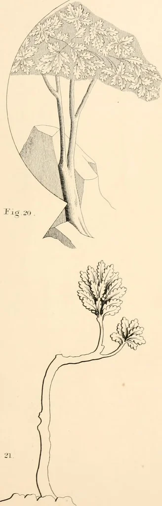 An illustration from Lectures on architecture and painting, delivered at Edinburgh in November, 1853, 1854, leaf 227