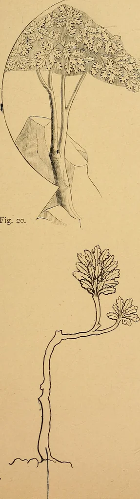An illustration from Lectures on architecture and painting, delivered at Edinburgh in November 1853, 1892, leaf 190