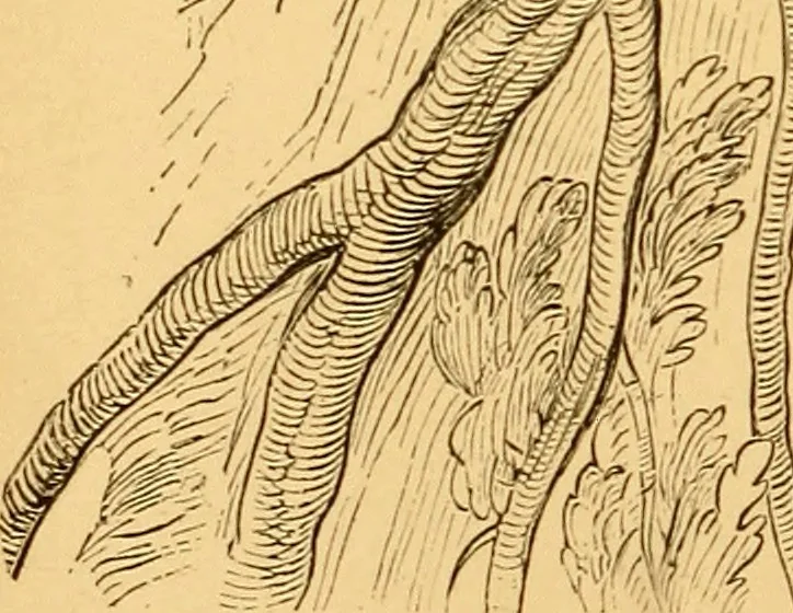 An illustration from Lectures on architecture and painting, delivered at Edinburgh in November 1853, 1892, leaf 199