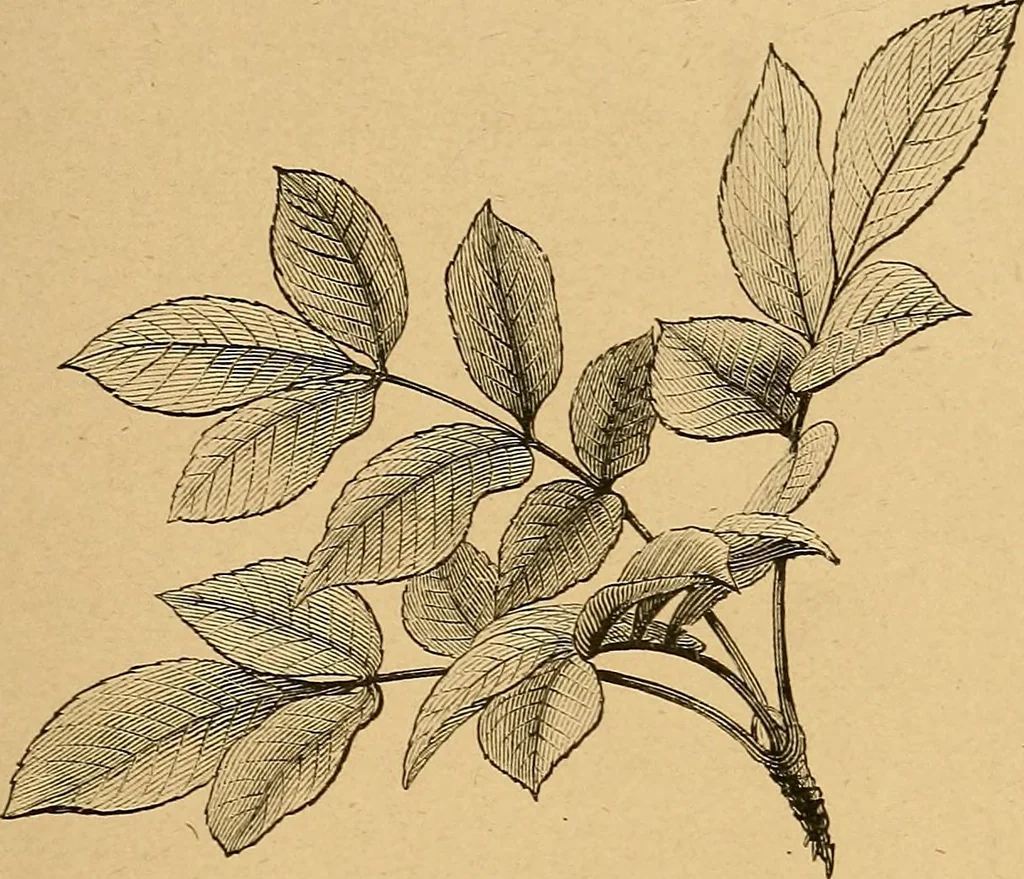 An illustration from Lectures on architecture and painting, delivered at Edinburgh in November 1853, 1892, leaf 42