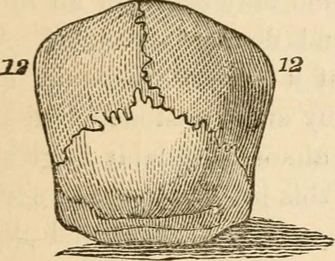 An illustration from Lectures on phrenology, including its application to the present and prospective condition of the United States, 1840, leaf 190