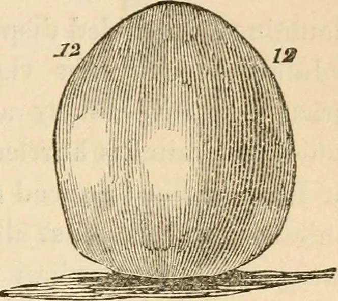 An illustration from Lectures on phrenology, including its application to the present and prospective condition of the United States, 1840, leaf 190
