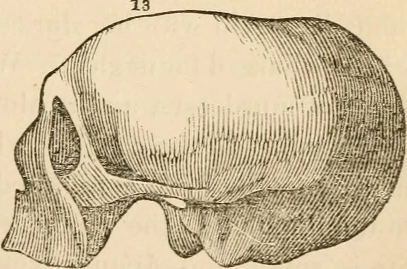 An illustration from Lectures on phrenology, including its application to the present and prospective condition of the United States, 1840, leaf 196