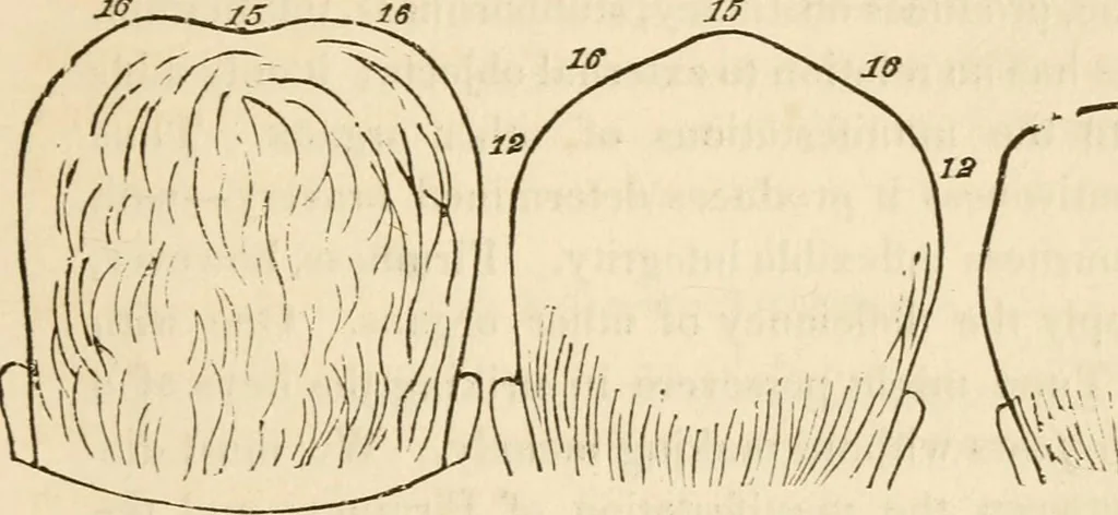 An illustration from Lectures on phrenology, including its application to the present and prospective condition of the United States, 1840, leaf 206