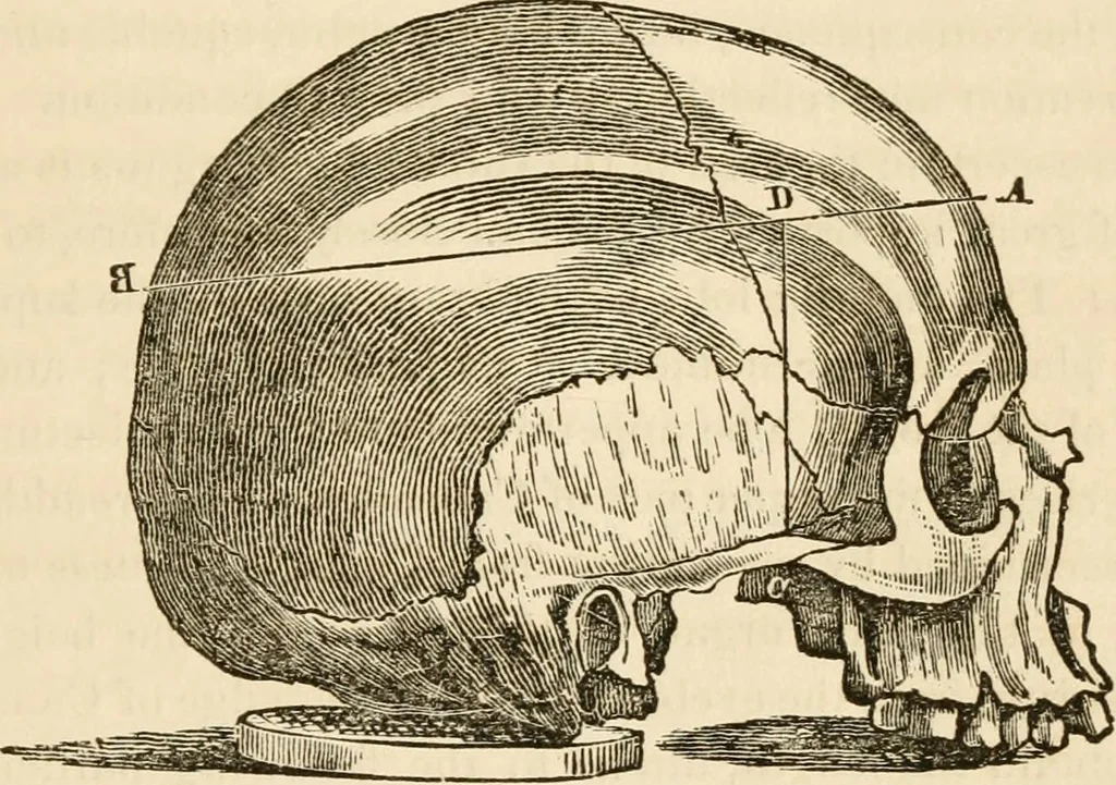 An illustration from Lectures on phrenology, including its application to the present and prospective condition of the United States, 1840, leaf 232