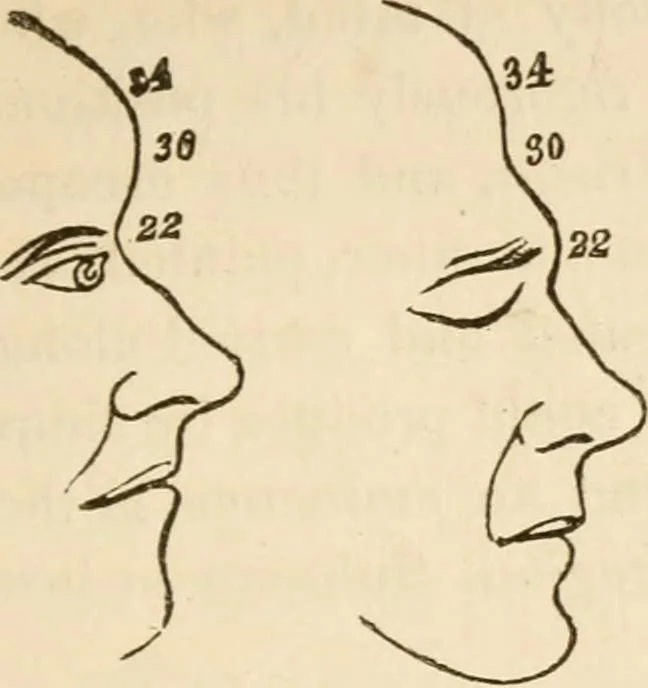 An illustration from Lectures on phrenology, including its application to the present and prospective condition of the United States, 1840, leaf 268