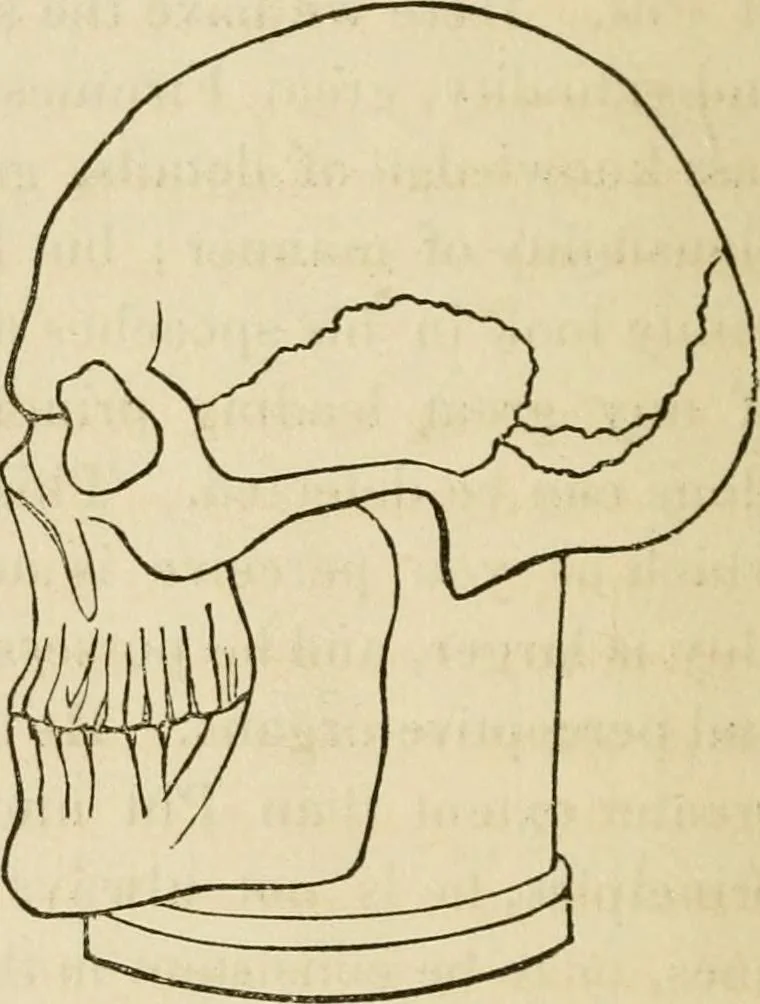 An illustration from Lectures on phrenology, including its application to the present and prospective condition of the United States, 1840, leaf 301