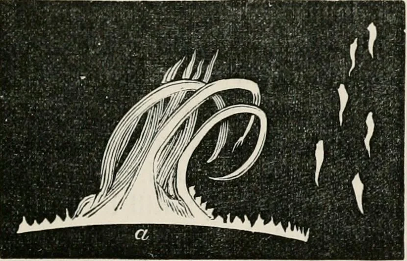 An illustration from Lectures on some recent advances in physical science : with a special lecture on force, 1876, leaf 254