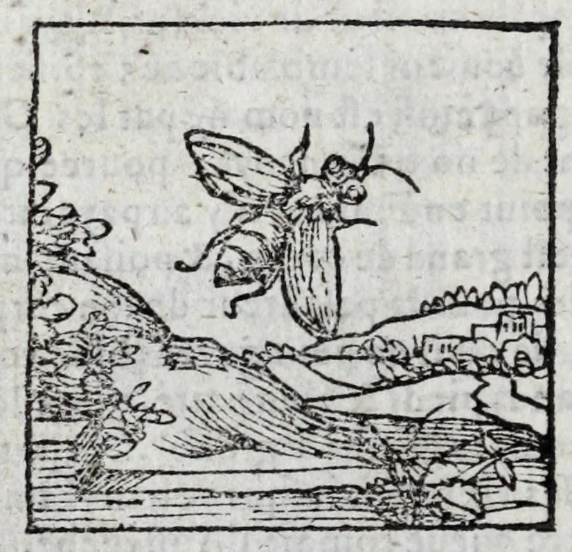 An illustration from Le description philosophale de la nature & condition des oyseaux & de l'inclination & proprieté d'iceux, 1571, leaf 100
