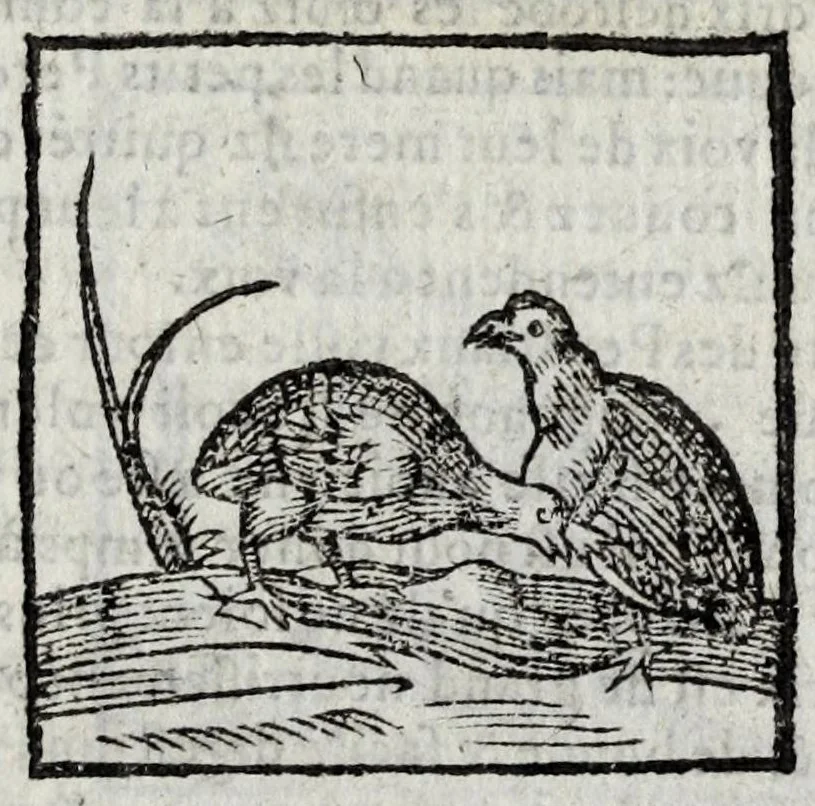 An illustration from Le description philosophale de la nature & condition des oyseaux & de l'inclination & proprieté d'iceux, 1571, leaf 41