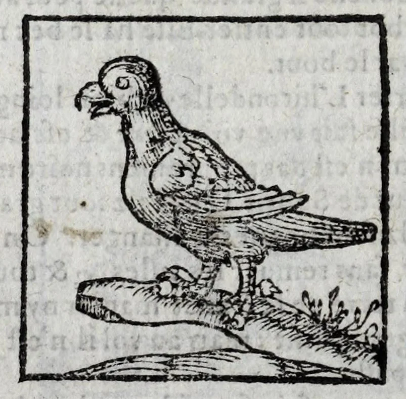 An illustration from Le description philosophale de la nature & condition des oyseaux & de l'inclination & proprieté d'iceux, 1571, leaf 52
