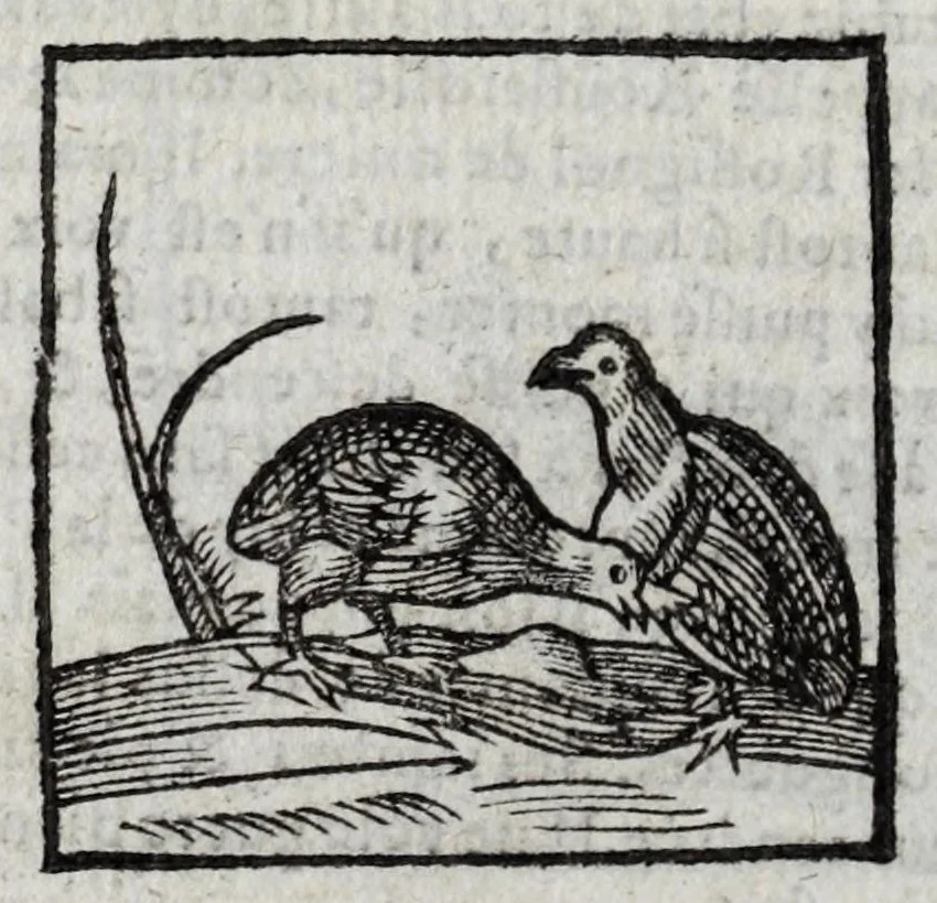 An illustration from Le description philosophale de la nature & condition des oyseaux & de l'inclination & proprieté d'iceux, 1571, leaf 58