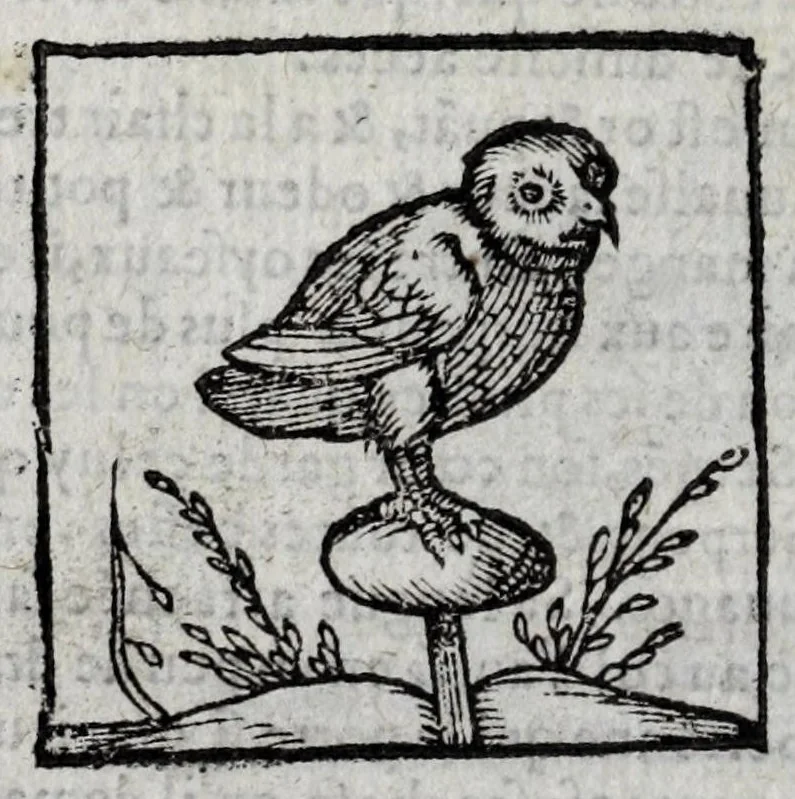 An illustration from Le description philosophale de la nature & condition des oyseaux & de l'inclination & proprieté d'iceux, 1571, leaf 64