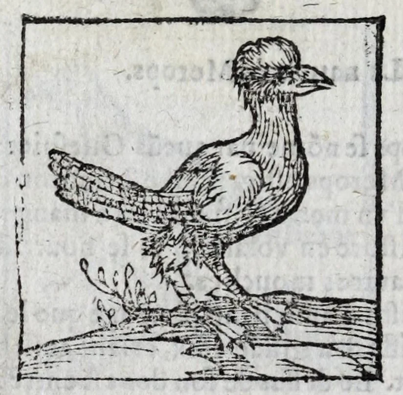 An illustration from Le description philosophale de la nature & condition des oyseaux & de l'inclination & proprieté d'iceux, 1571, leaf 76