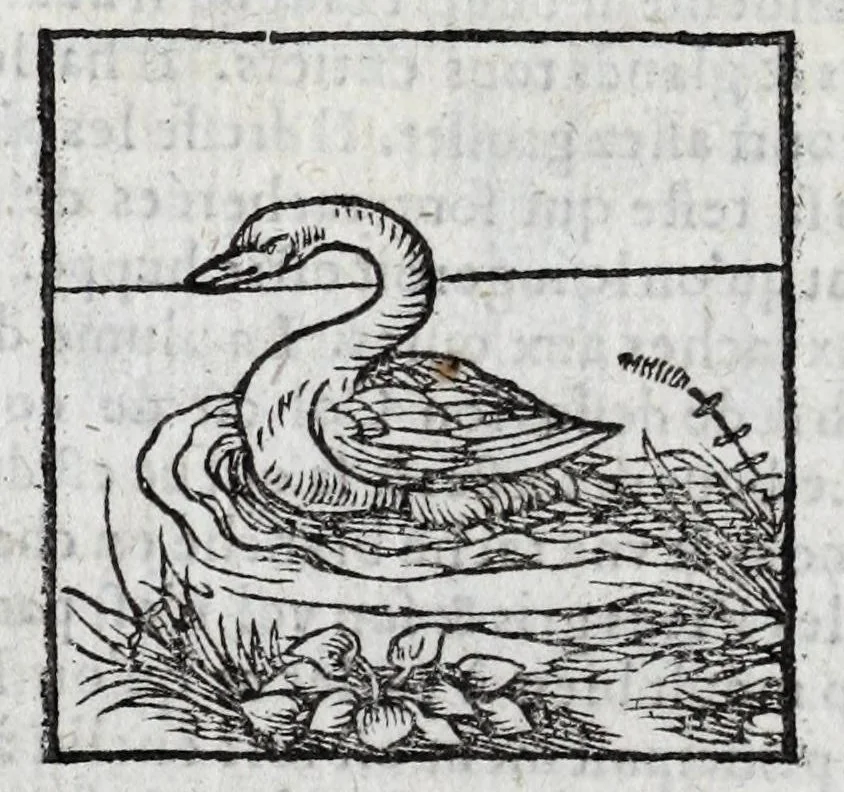 An illustration from Le description philosophale de la nature & condition des oyseaux & de l'inclination & proprieté d'iceux, 1571, leaf 78