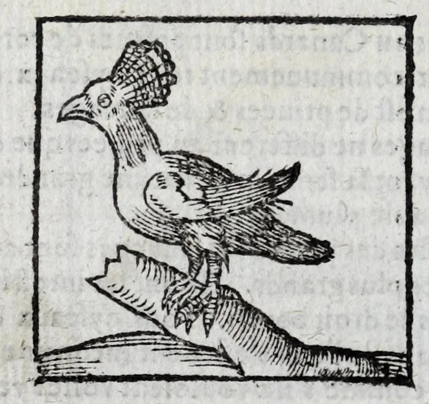 An illustration from Le description philosophale de la nature & condition des oyseaux & de l'inclination & proprieté d'iceux, 1571, leaf 80