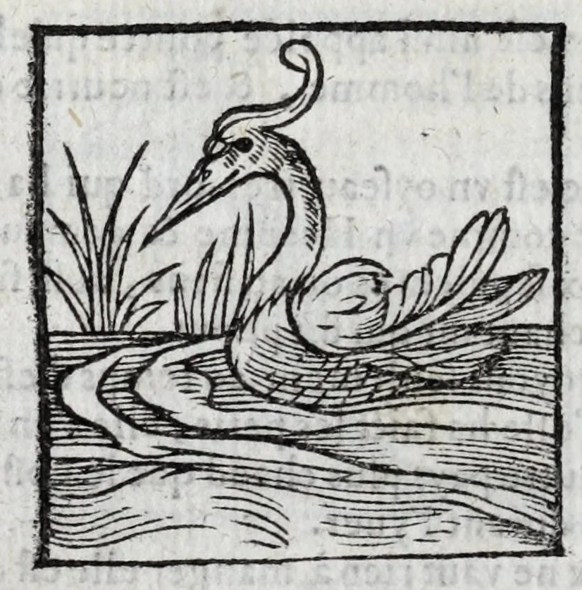 An illustration from Le description philosophale de la nature & condition des oyseaux & de l'inclination & proprieté d'iceux, 1571, leaf 82